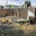 むつぎ幼稚園　移動動物園