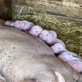 豚が出産しました🐷