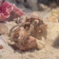 ヤドカリ🐚のお引越し